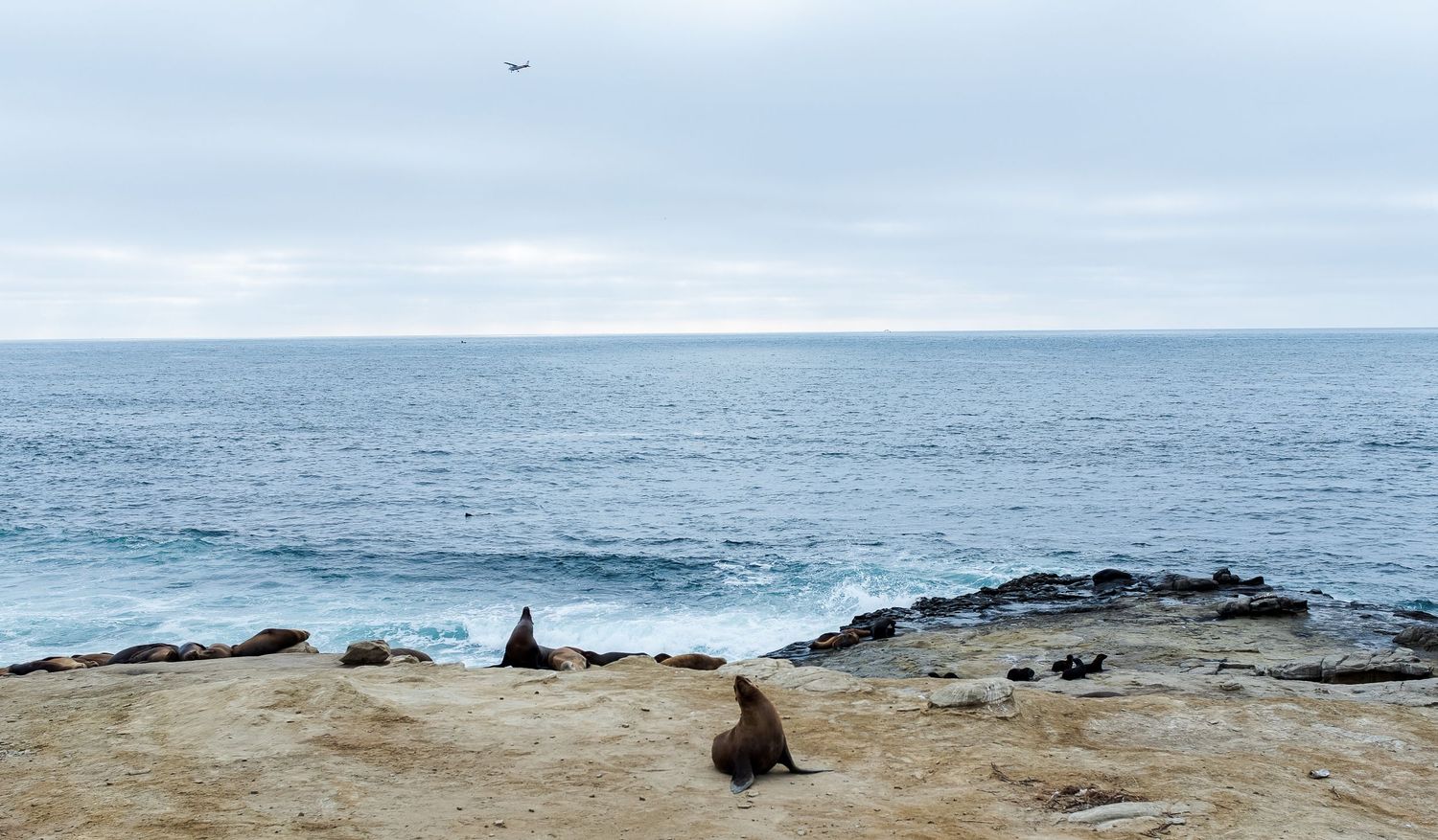 Seals in San Diego