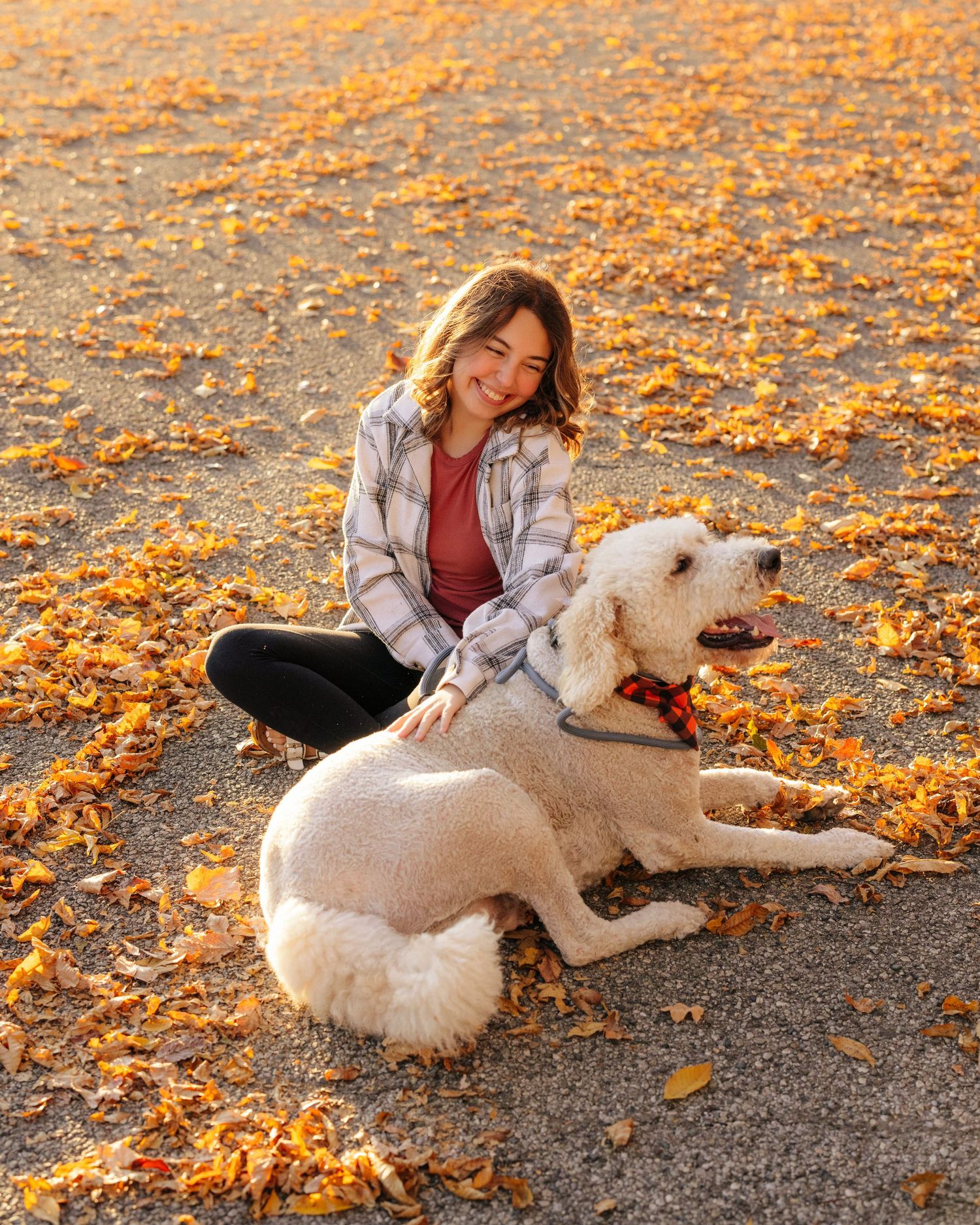White dog lying on ground covered with orange autumn leaves in golden sunlight while being petted.