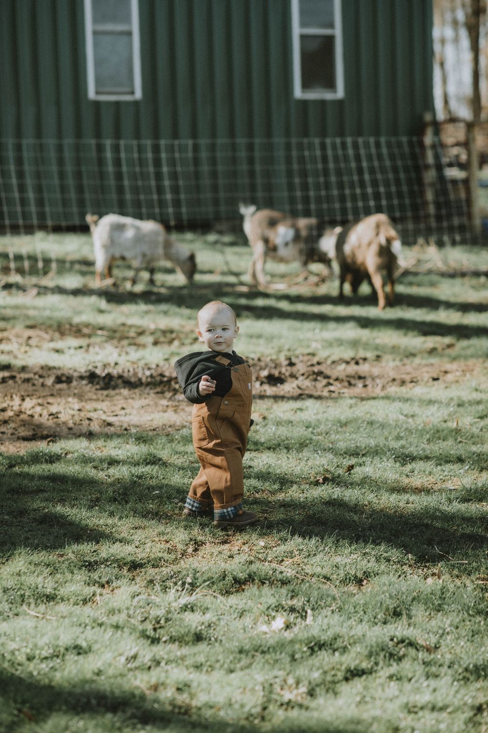 A small child in brown overalls runs across a sunlit backyard with green grass and a fence in the background.