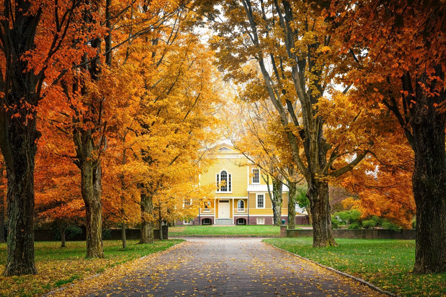 Tree-lined path with vibrant orange autumn foliage leads to a yellow house on a sunny fall day.