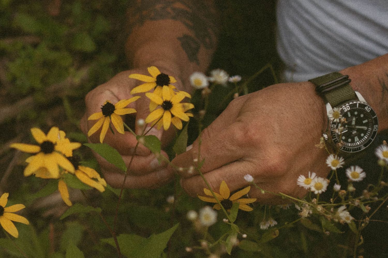 Tattooed hands with watch picking yellow black-eyed Susan wildflowers in garden setting.