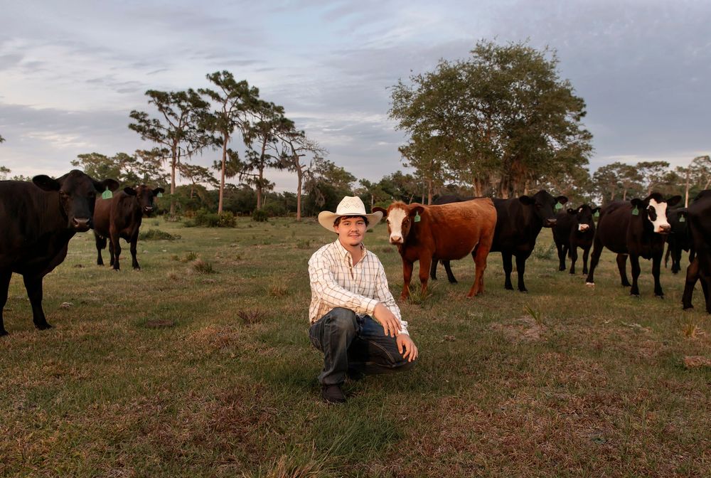 Farmer in cowboy hat crouching in green pasture with black and brown cattle grazing behind him at dusk.