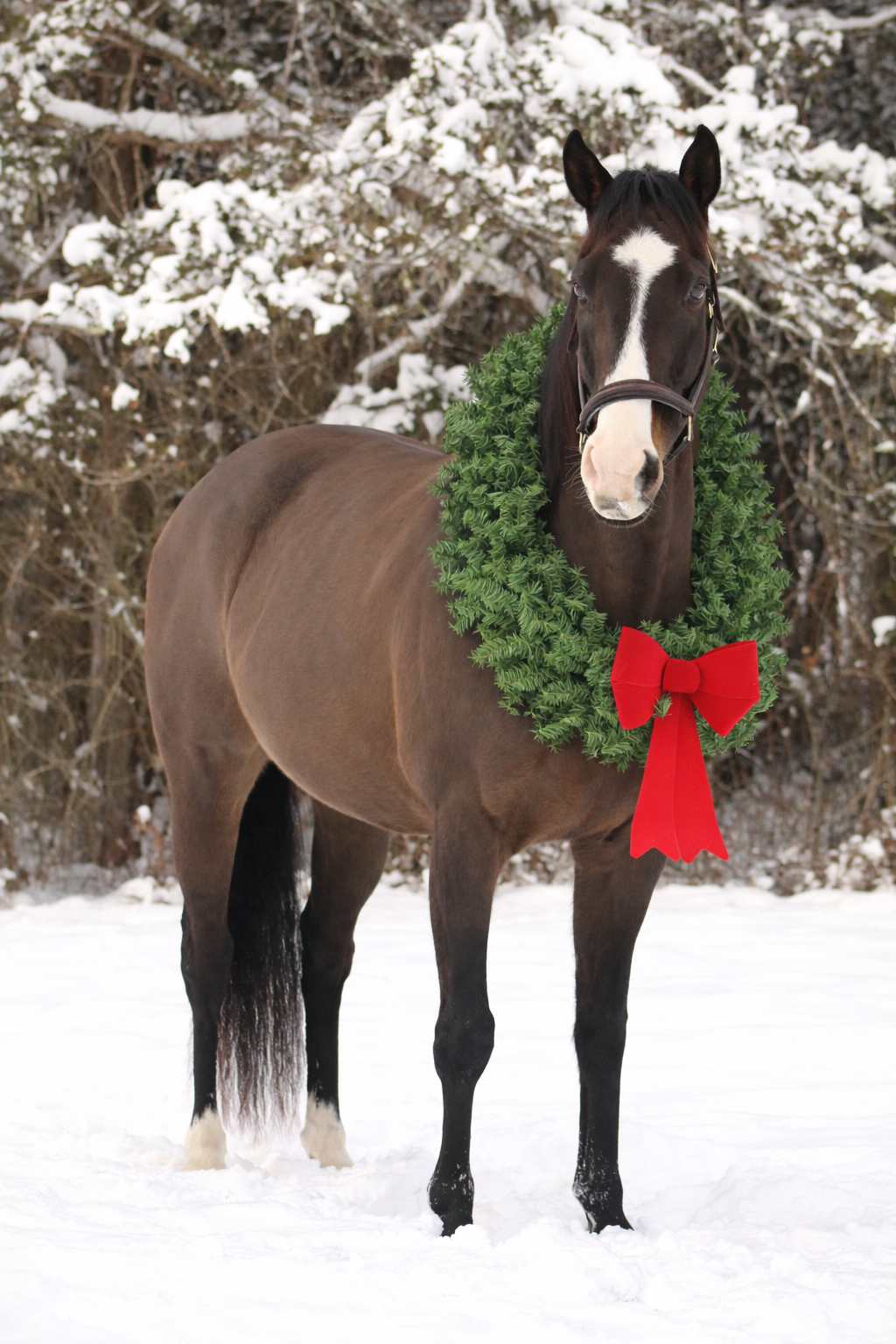 Horse in snow