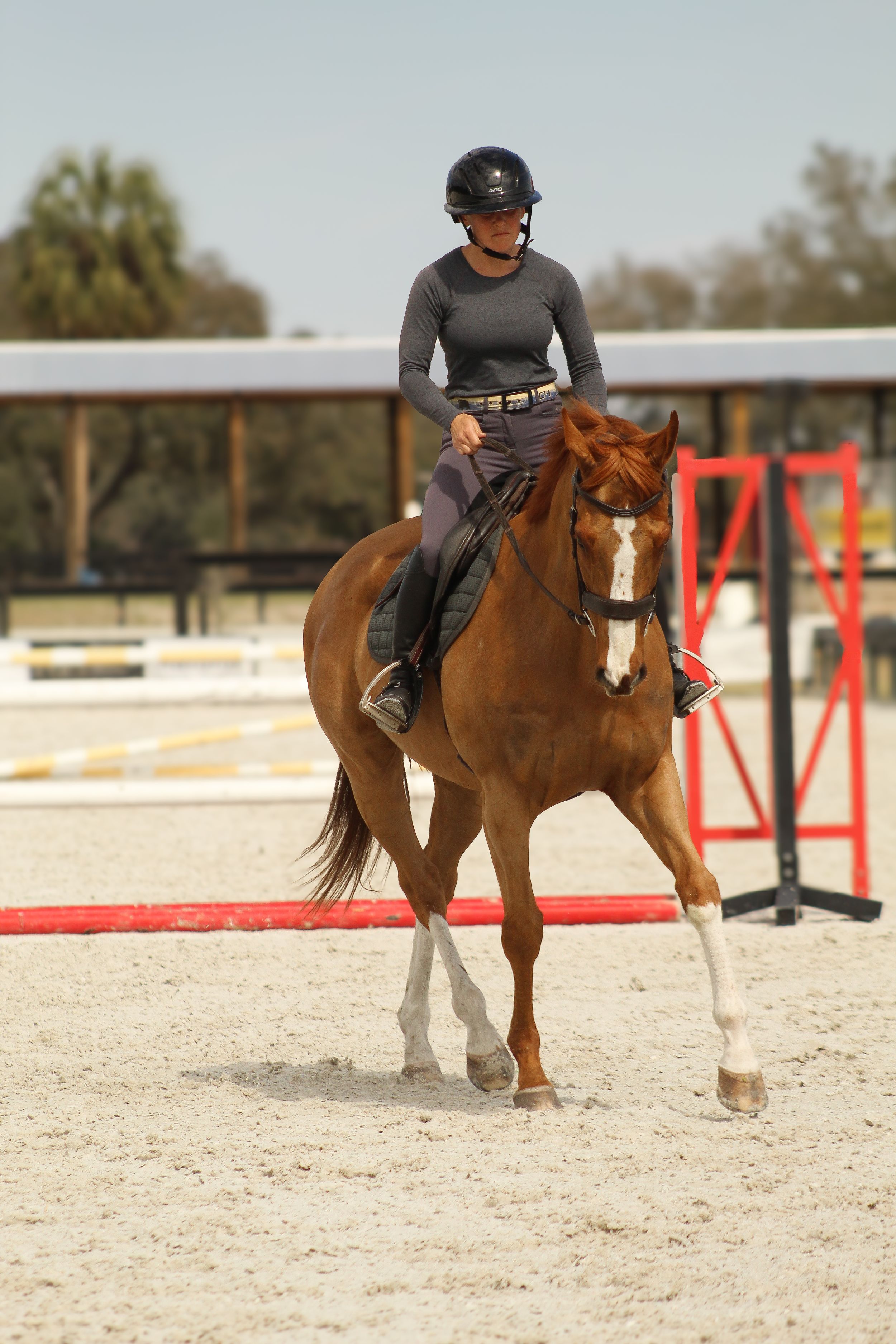 Horse trotting