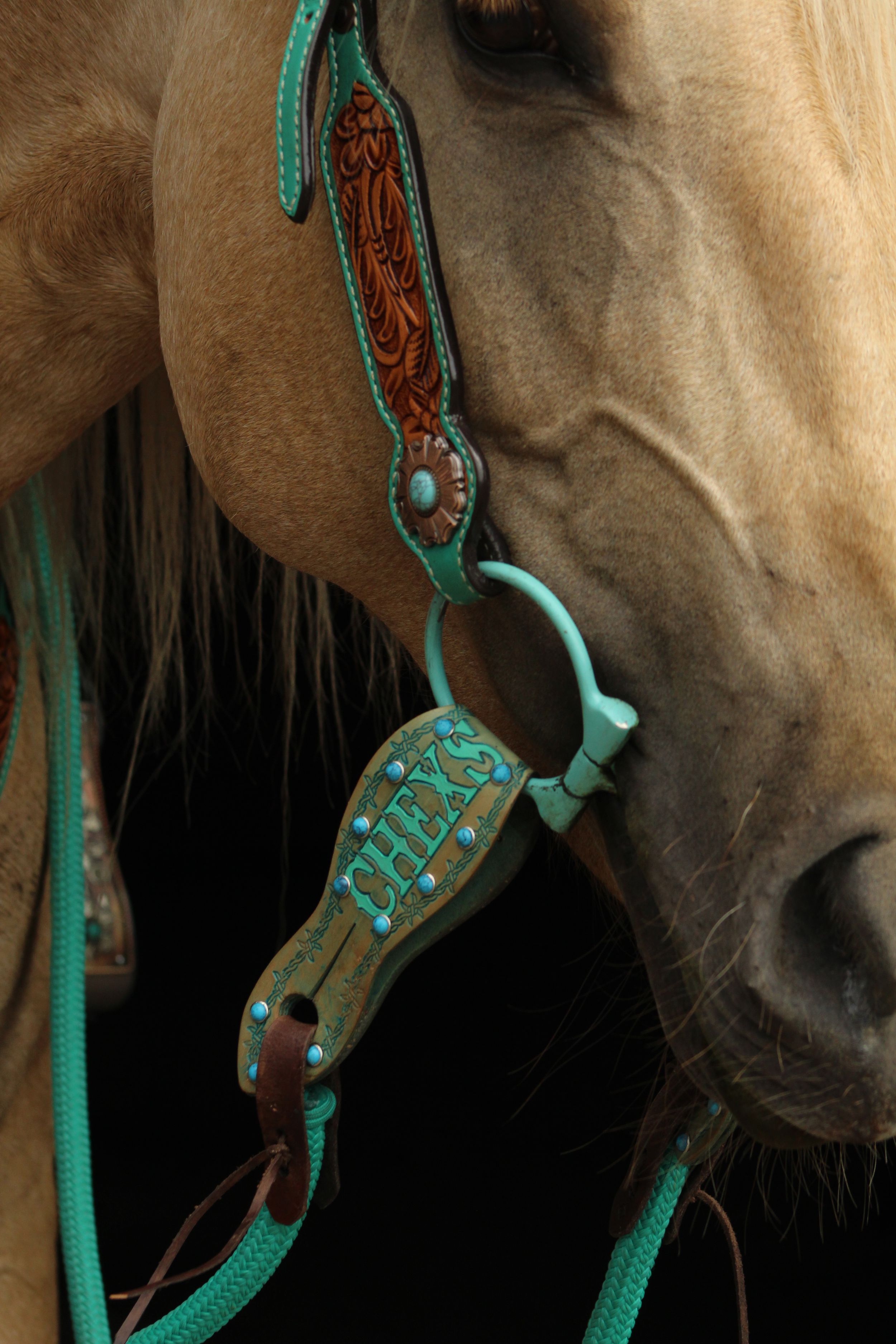 Horse head close up