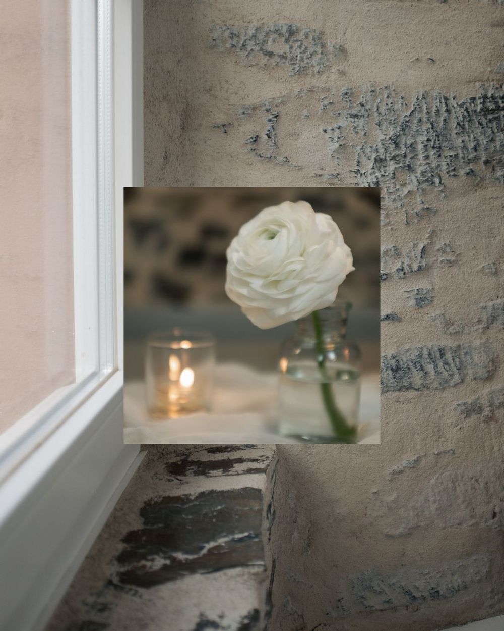 A white rose in a vase sits on a windowsill with soft natural light and textured gray walls in the background.