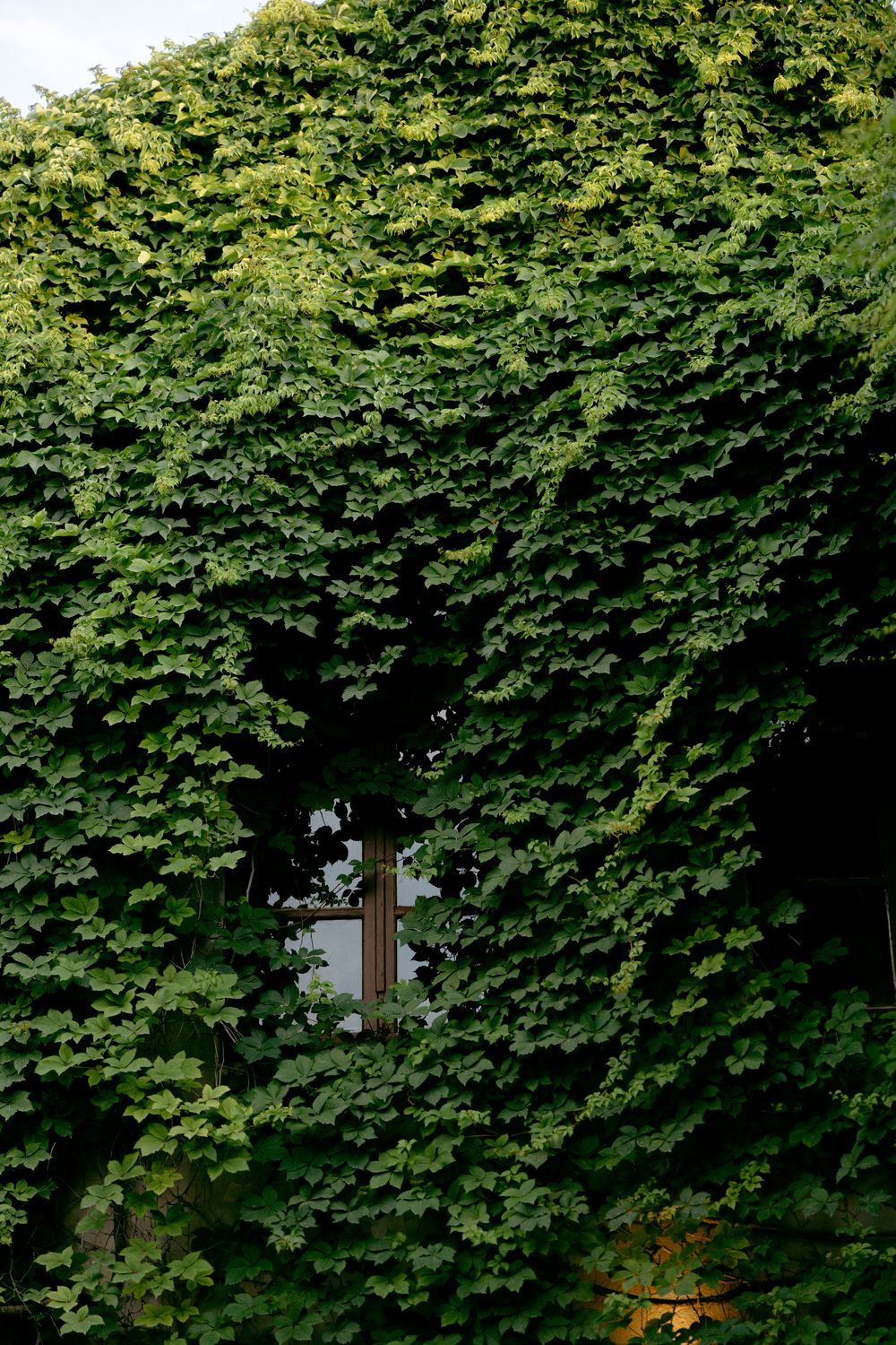 A building facade completely covered in lush green ivy leaves with a partially hidden window visible through the foliage.