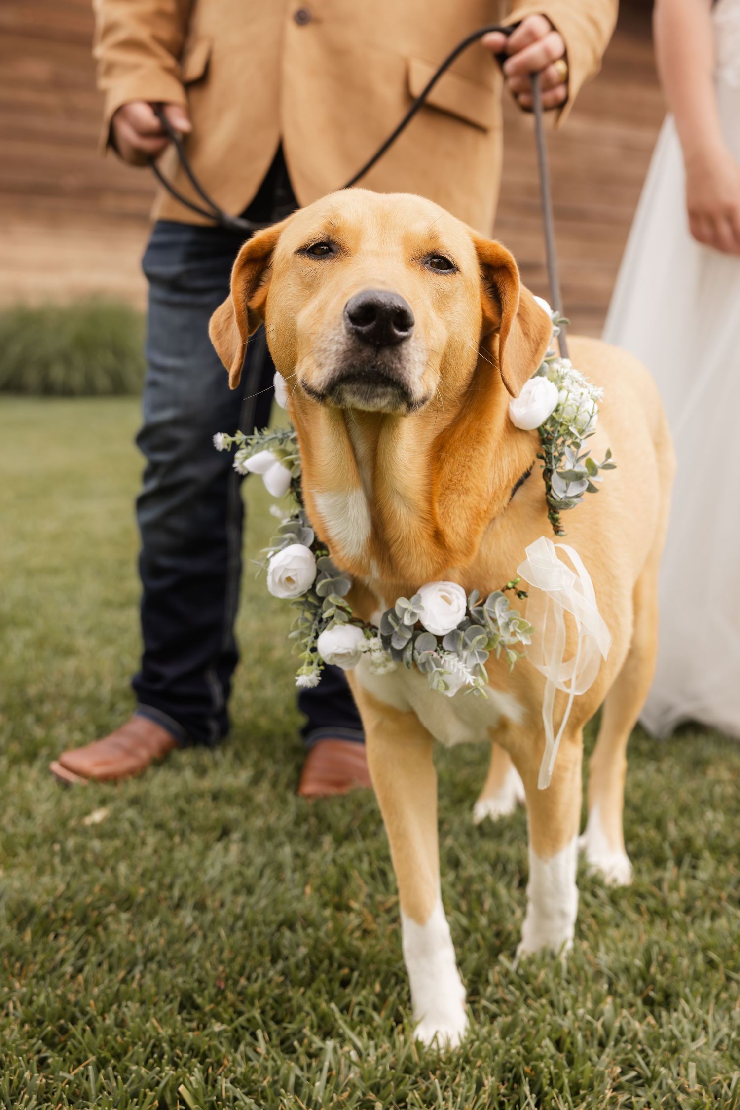 A tan and white dog wearing a delicate floral collar made of white flowers and greenery stands on grass at a wedding.