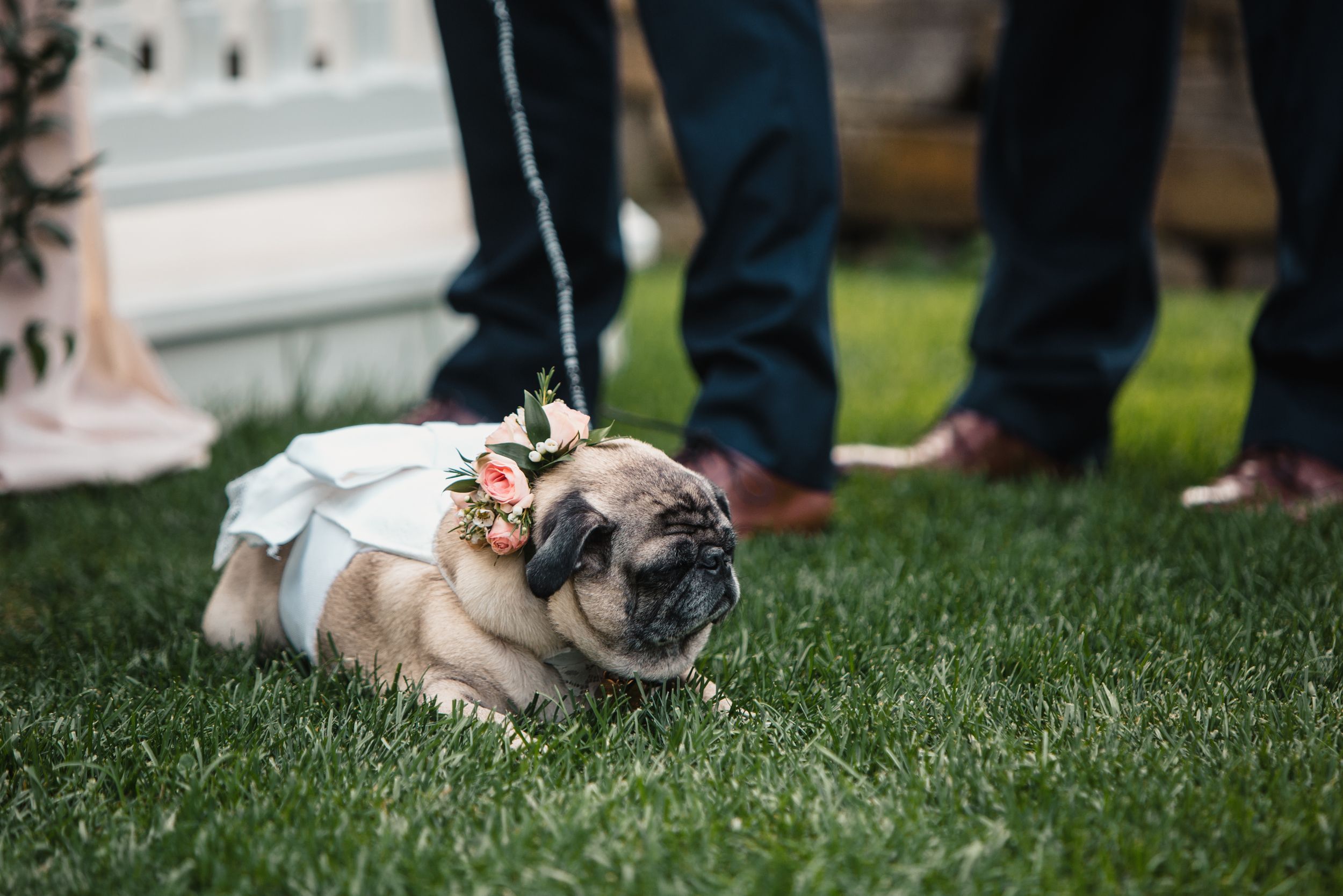 A dressed pug wearing floral accessories lies on green grass at an outdoor wedding ceremony.