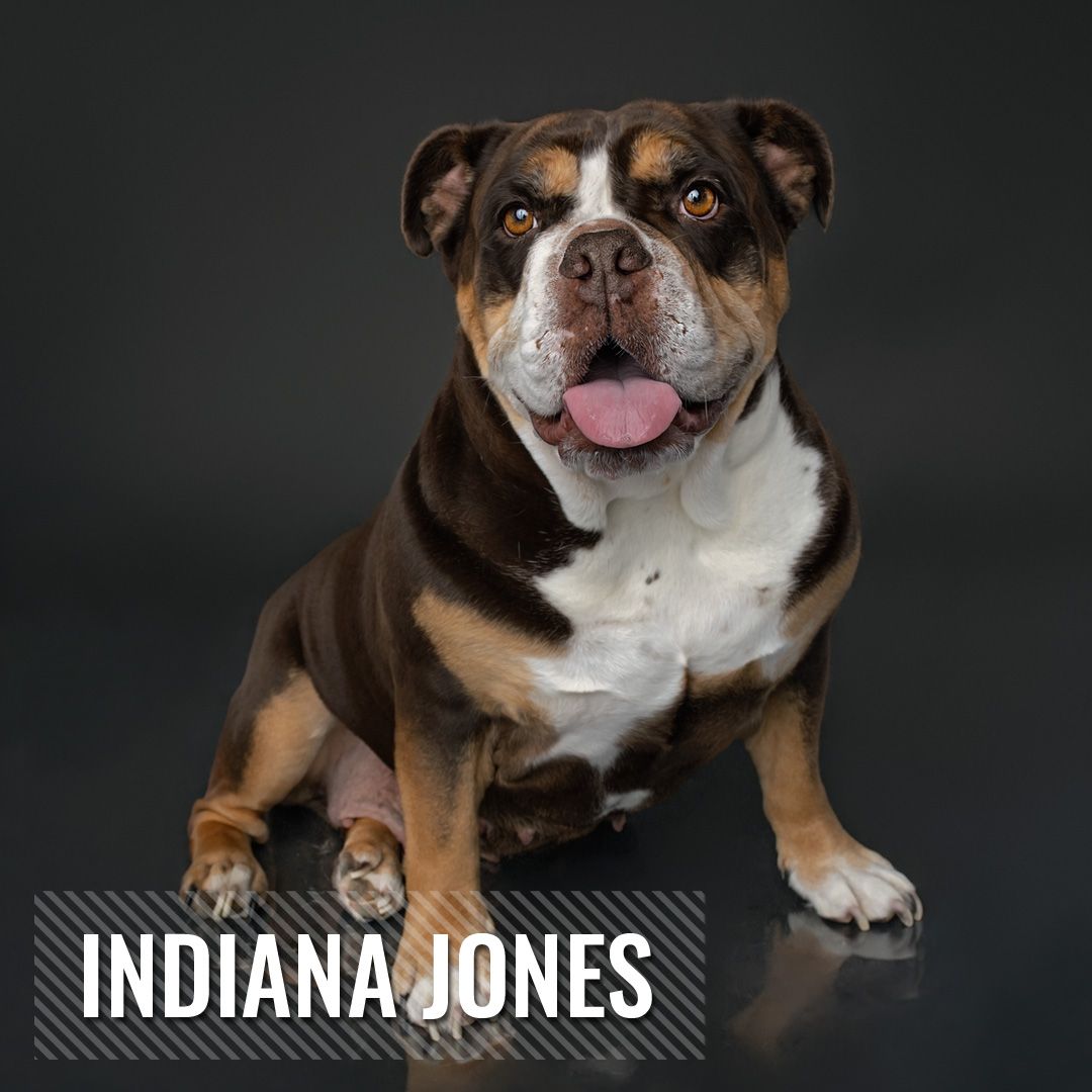 Brown and white bulldog lying down on dark background with text overlay reading 'Indiana Jones' in movie title style.