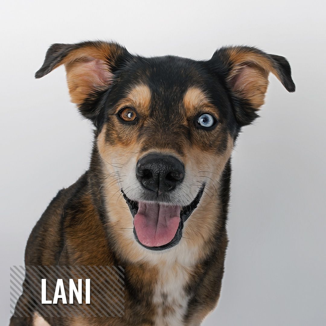 Happy brown and white mixed breed dog with perked ears and smiling expression looking at camera.