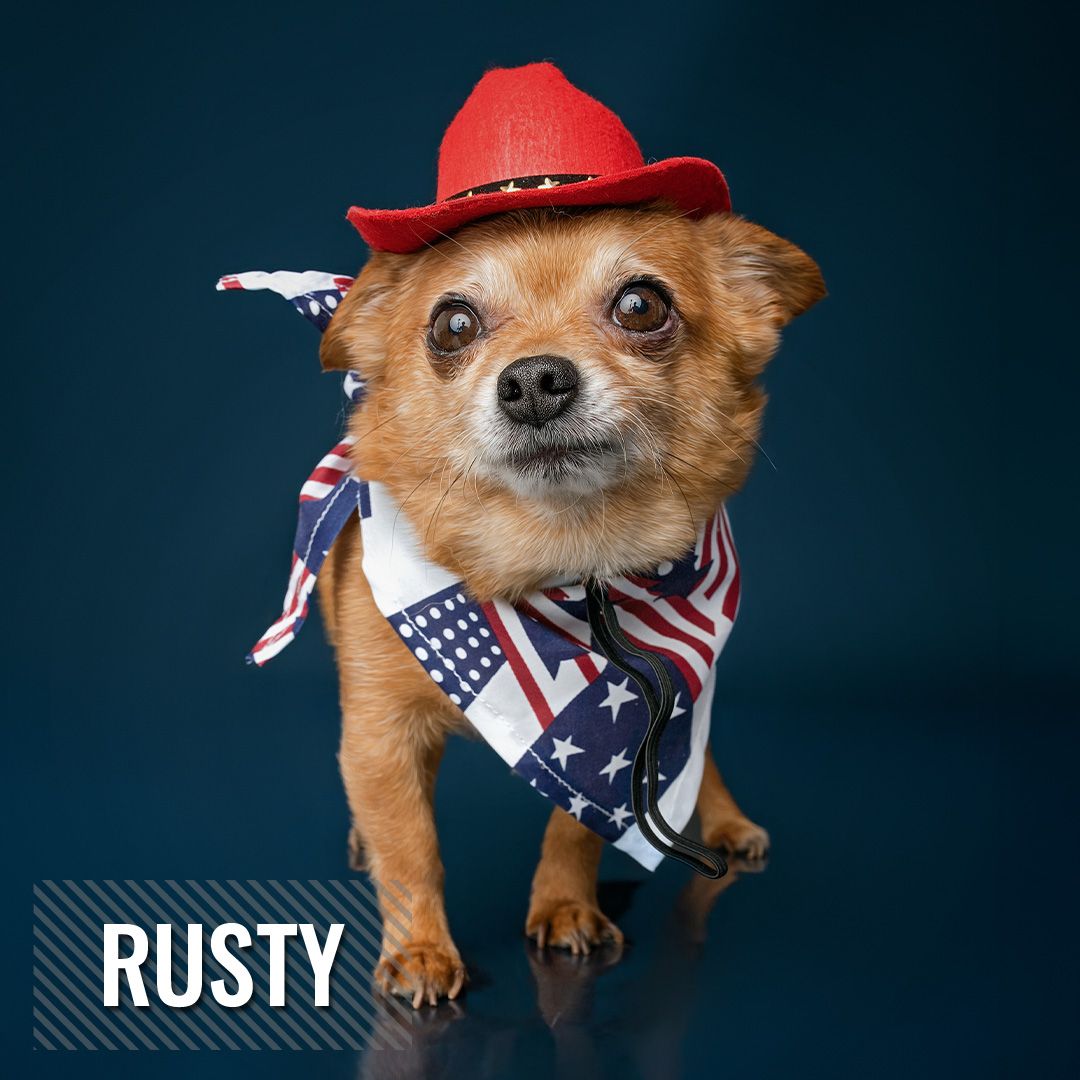 A small brown Chihuahua dog wearing a red cowboy hat and patriotic American flag bandana against a dark background.
