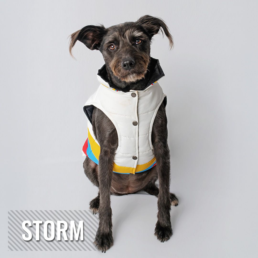 A black terrier mix dog wearing a stylish white and yellow vest sits against a white background with text reading Storm.