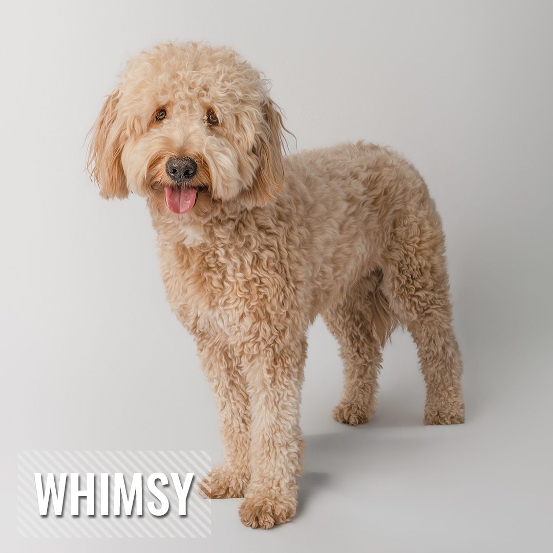 Fluffy cream-colored goldendoodle dog stands against white background in four different poses showing playful personality.