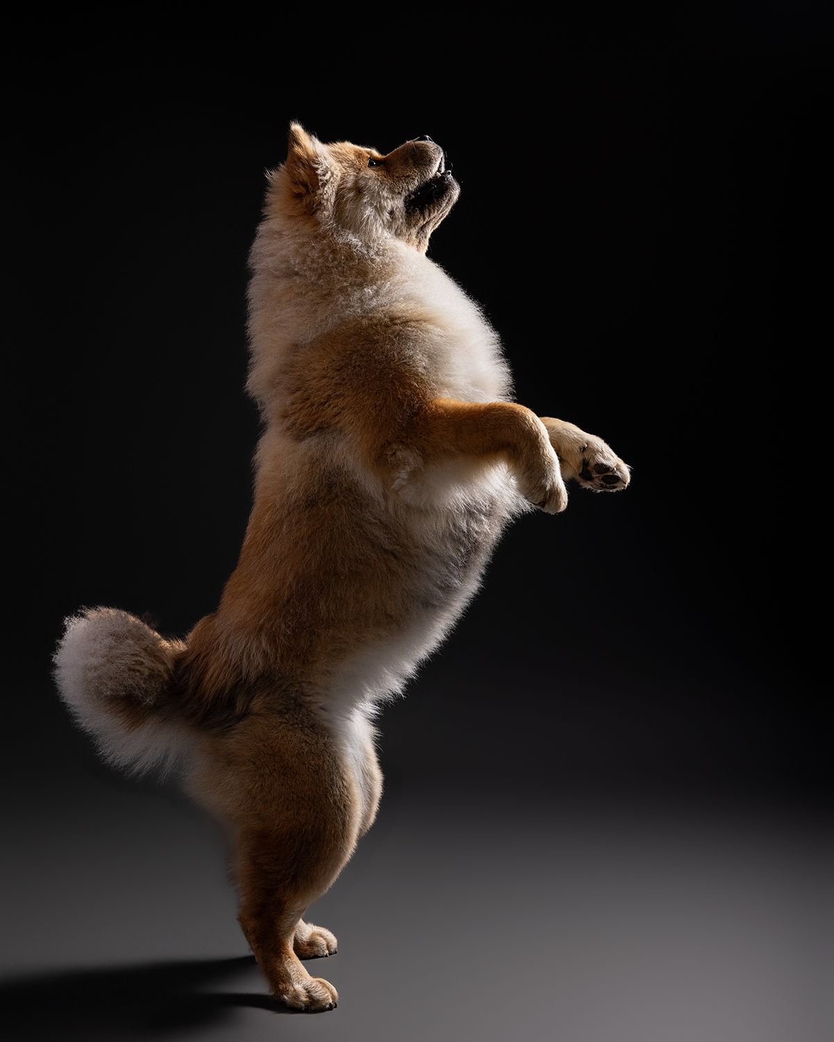 A fluffy golden Chow Chow dog standing on hind legs against a dark studio background.