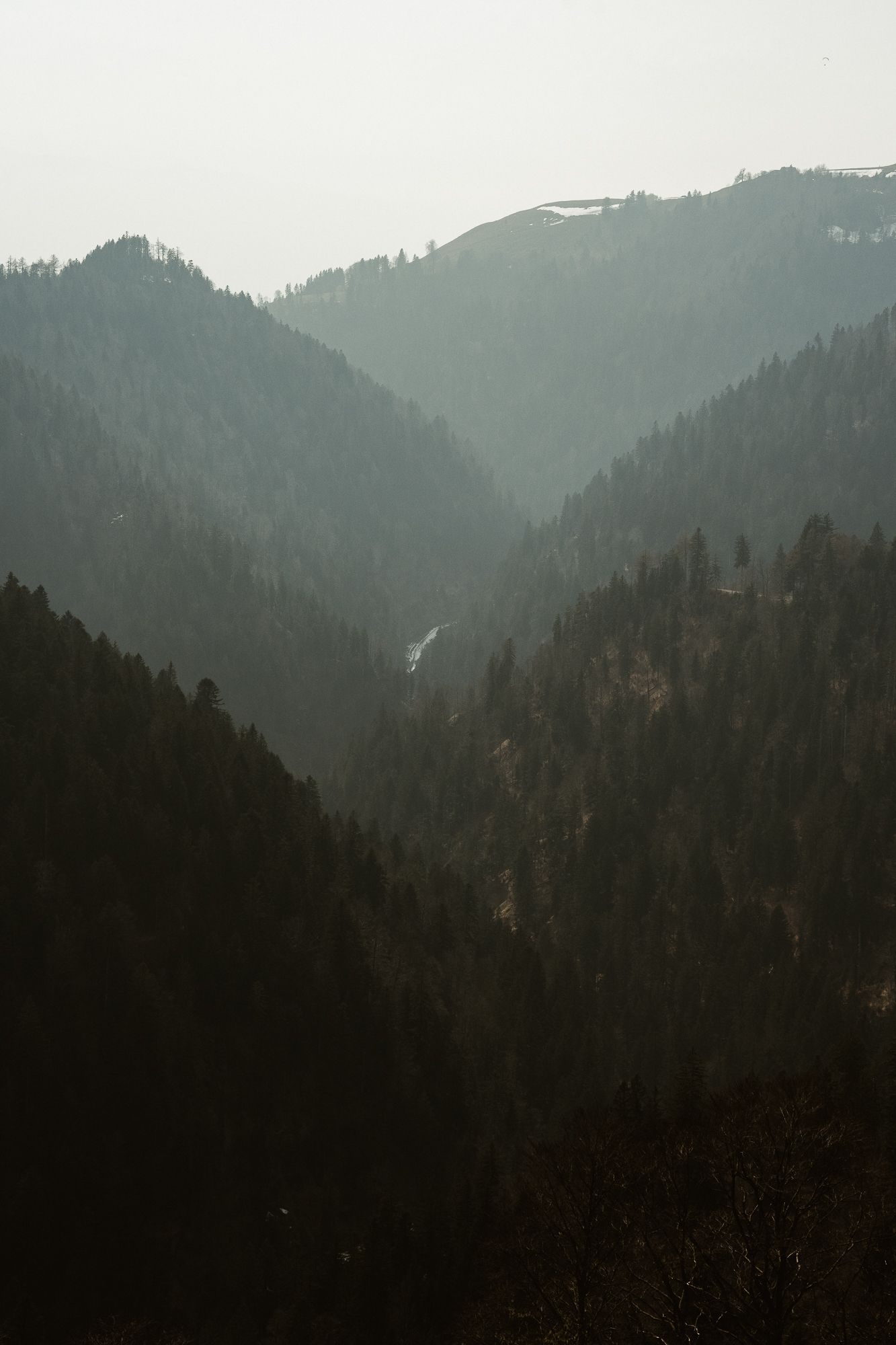 Misty dark green pine forest covering layered mountain valley slopes in moody overcast conditions.