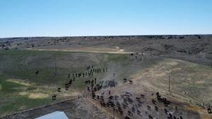 Aerial view of cattle being herded across vast grassland plains.