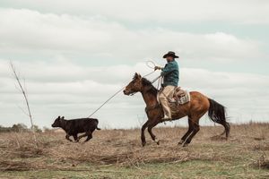 Horseback rider chases after running calf with rope on cloudy day.