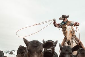 A cowboy swings a lasso while mounted on a white horse among cattle.