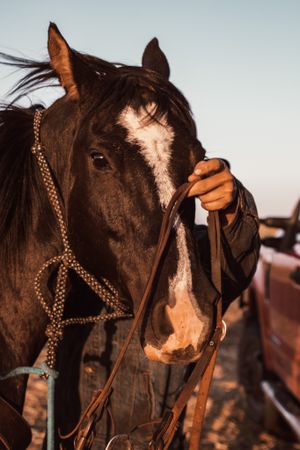 Close-up portrait of a dark horse with white blaze wearing decorative bridle.