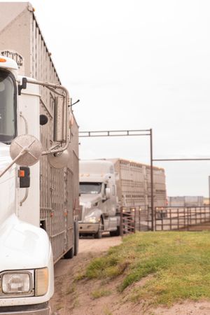 Livestock transport trucks lined up at a cattle yard loading facility.