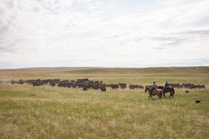 Riders on horseback herd cattle across vast grassland plains.
