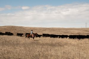 A lone rider herds black cattle across a grassy hillside landscape.