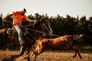 A person leads a brown horse in a dusty arena during sunset training.