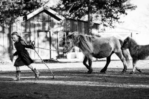 Vintage black and white photo shows a horse being led by a rope in front of a barn.