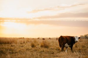 A lone cow grazes in a golden field during sunset with dramatic sky overhead.