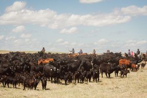 A panoramic view of a large cattle herd grazing on open rangeland with cowboys on horseback herding in the distance.