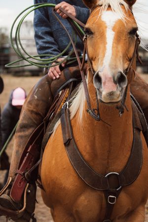 A close-up view of a palomino horse wearing brown leather tack while being ridden with reins visible.