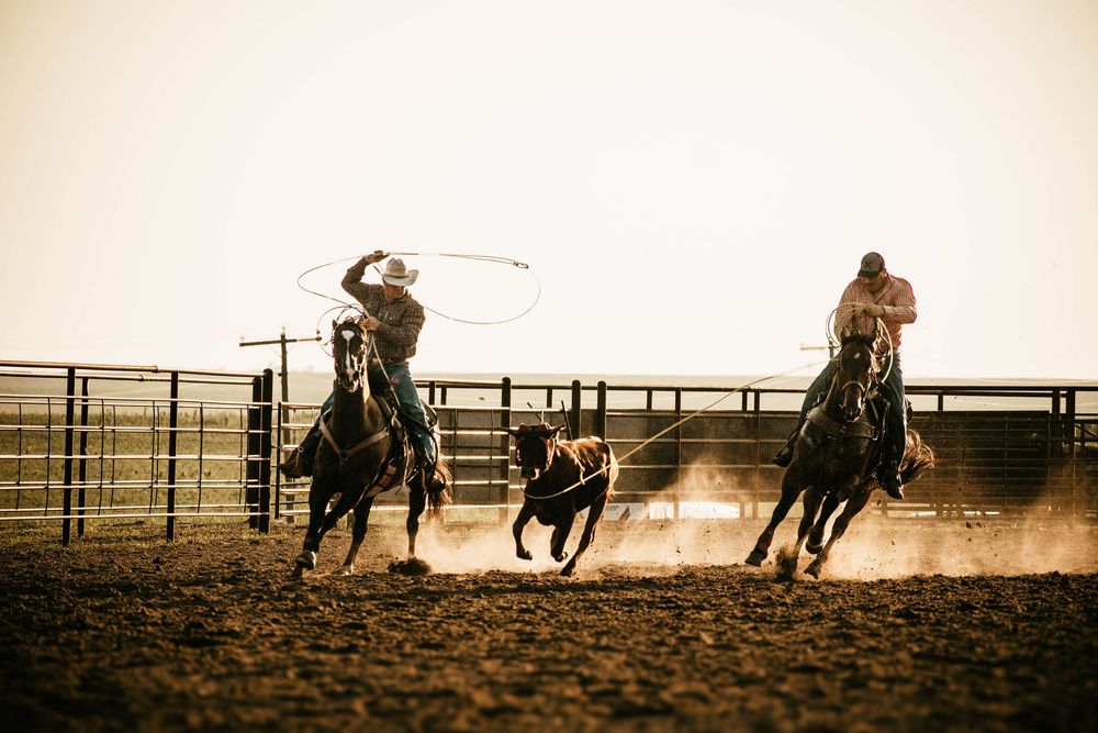 Two cowboys on horseback compete in team roping event at dusty rodeo arena during sunset.