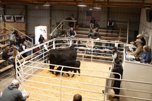 A black bull stands in a livestock auction ring surrounded by metal fencing and spectators.