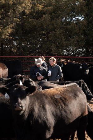 Cattle buyers inspect black cows in a crowded livestock pen during an auction.