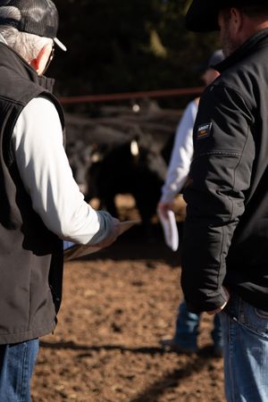 Agricultural workers review paperwork while standing near cattle pens during an auction.