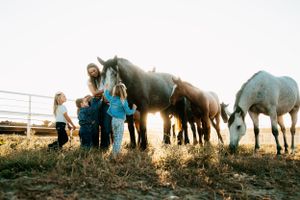 Horses gather at a fence during golden hour in a rural pasture setting.