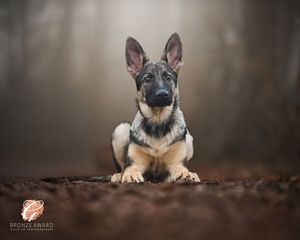 German Shepherd puppy lying on ground with intense gaze and alert ears in moody outdoor portrait.