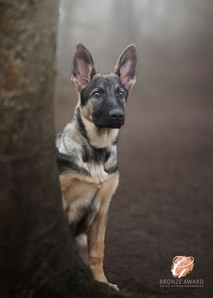 German Shepherd puppy portraits in profile view showing growth progression from young to mature dog in natural setting.