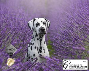 Series of Dalmatian dog portraits in a blooming purple lavender field.