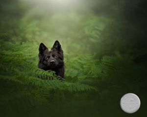 Dark atmospheric dog portraits emerging from green ferns and foliage.