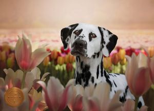 A black and white spotted Dalmatian dog looks at pink tulip flowers in a garden setting.