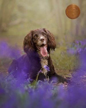 Spaniel dog photographed among purple wildflowers in soft natural light.
