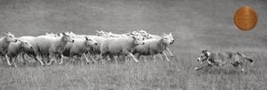 Panoramic sequence of dogs running through a misty field.