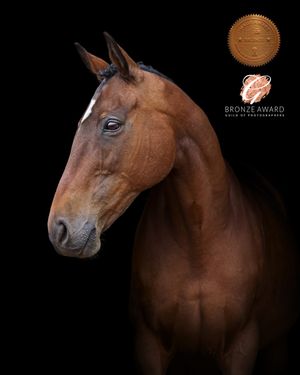 A series of artistic portraits showing a brown horse's head and neck against a dramatic black background.