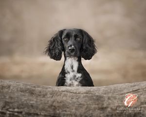 Black and white dog resting head on weathered wooden surface.