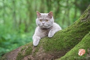 Grey British Shorthair cat lounging on mossy tree trunk in forest setting.