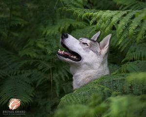 White dog portrait among green ferns in forest setting.
