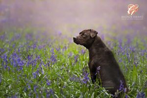 Black dog sitting in field of purple wildflowers.
