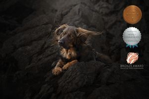 A brown dachshund dog lying on dark fabric with dramatic lighting and moody atmosphere.